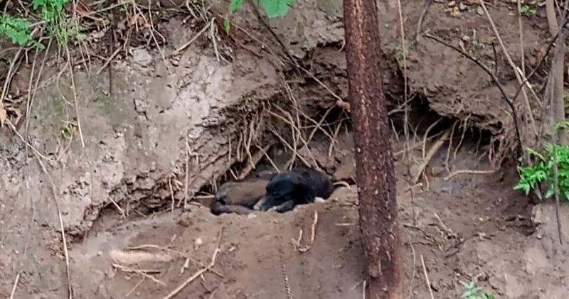 En este momento estás viendo Presentan denuncia por presunto maltrato animal en Armería; perro lleva más de un año encadenado, denuncian activistas