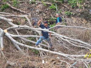 Lee más sobre el artículo Atienden árbol caído que obstruía el cauce del Río Verde en Colima