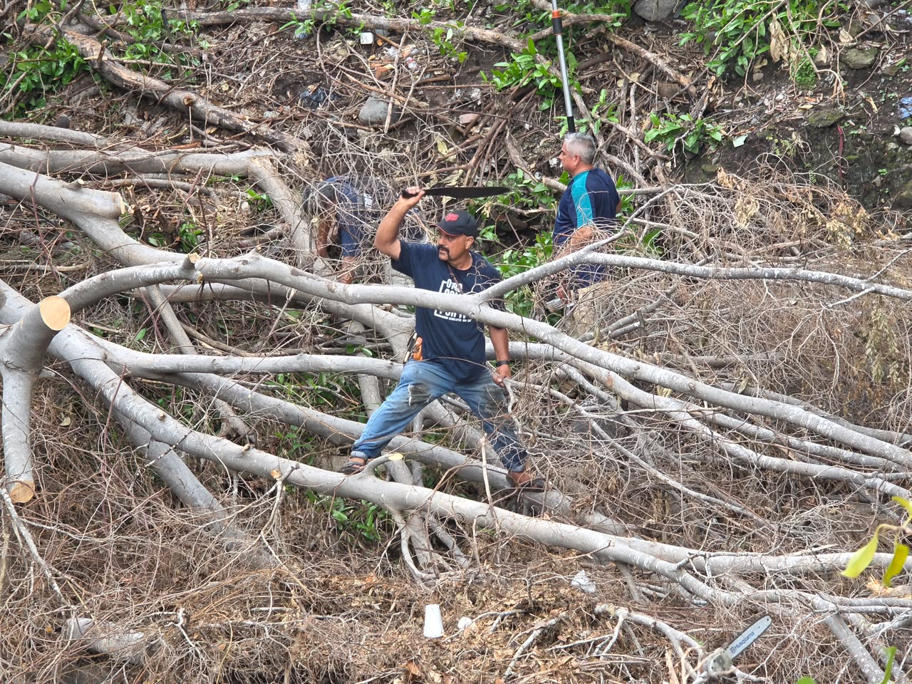 En este momento estás viendo Atienden árbol caído que obstruía el cauce del Río Verde en Colima