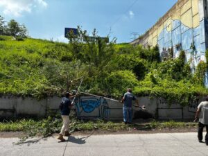 Lee más sobre el artículo Realizan poda preventiva en puente de Zentralia para mejorar la seguridad vial