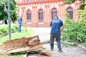 Lee más sobre el artículo Retiran árbol caído en el Jardín Torres Quintero y restablecen la circulación