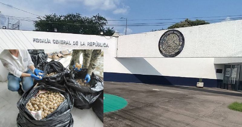 En este momento estás viendo FGR obtiene vinculación a proceso contra una persona detenida con 11 mil 175 huevos de tortuga en Estapilla