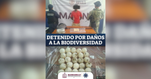 Lee más sobre el artículo Detienen en Manzanillo a sujeto con 25 huevos de tortuga marina