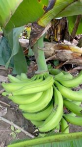Lee más sobre el artículo Viento, más que lluvia, golpea a cultivos de plátano en Tecomán