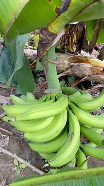 En este momento estás viendo Viento, más que lluvia, golpea a cultivos de plátano en Tecomán
