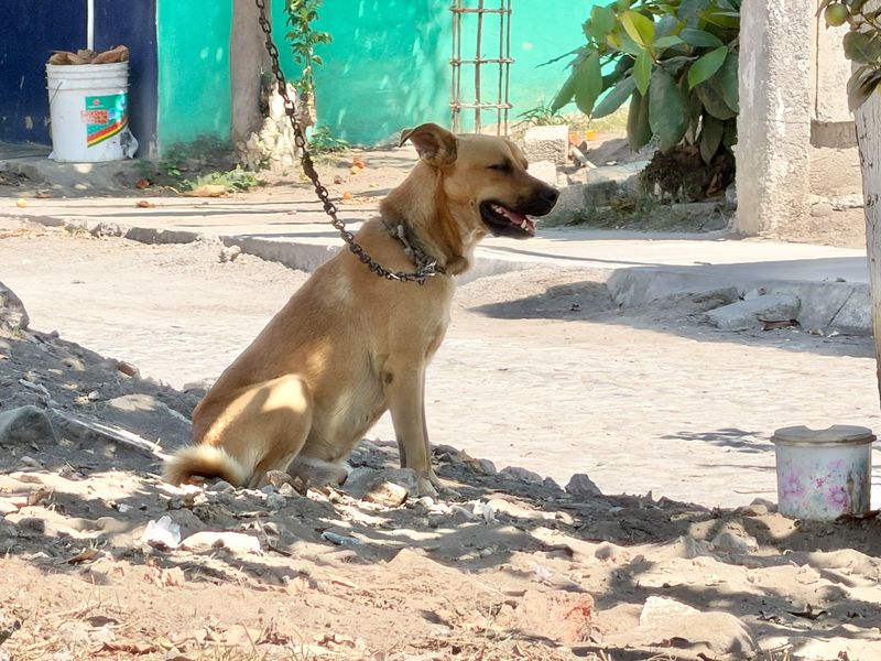 En este momento estás viendo Esterilizarán gratuitamente perros y gatos en situación de calle en tres colonias de Tecomán