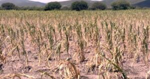 Lee más sobre el artículo “El campo se está acabando”, advierte enlace agropecuario de MC en Tecomán