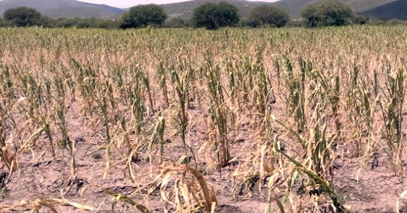 En este momento estás viendo “El campo se está acabando”, advierte enlace agropecuario de MC en Tecomán