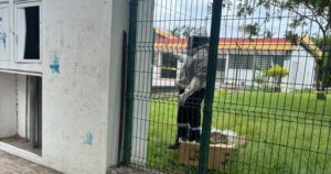 Lee más sobre el artículo Atienden enjambre de abejas en Unidad Deportiva Norte de Tecomán