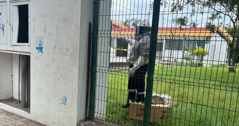 En este momento estás viendo Atienden enjambre de abejas en Unidad Deportiva Norte de Tecomán