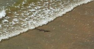 Lee más sobre el artículo Alerta UEPC Colima por presencia de cocodrilos en playas de Manzanillo; pide reportar de inmediato