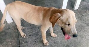 Lee más sobre el artículo Son numerosos los casos de TVT en perros rescatados y los tratamientos puede superar los 10 mil pesos