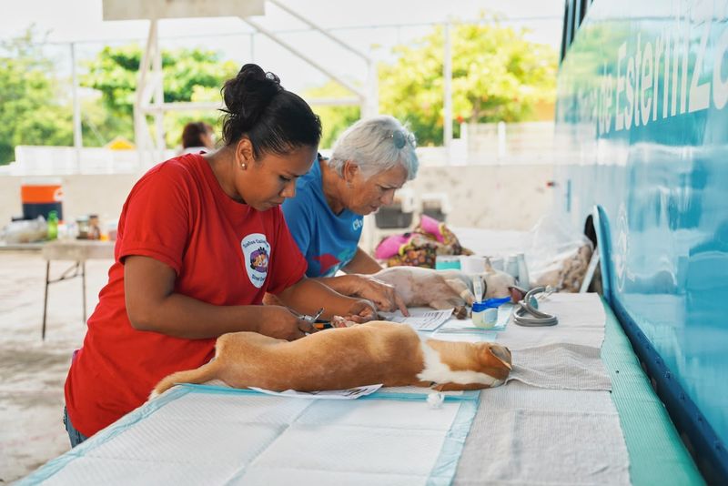 En este momento estás viendo Manzanillo, único municipio de Colima con esterilizaciones gratuitas a domicilio
