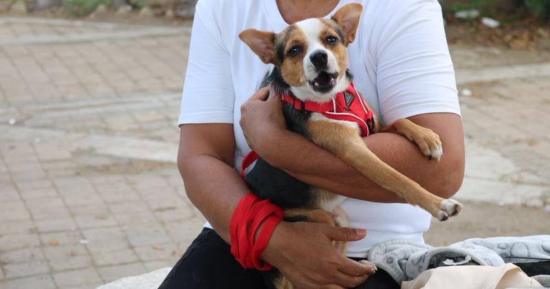 En este momento estás viendo Ayuntamiento de Manzanillo brinda esterilizaciones gratuitas a perros y gatos de San Pedrito