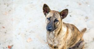 Lee más sobre el artículo Playas y zonas periféricas de Tecomán, entre los puntos donde abandonan animales