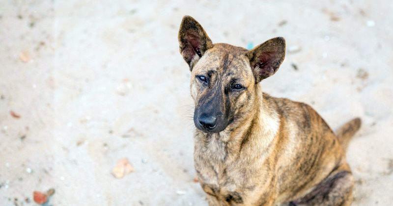 En este momento estás viendo Playas y zonas periféricas de Tecomán, entre los puntos donde abandonan animales