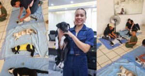 Lee más sobre el artículo Ven en Centro de Esterilización Municipal un apoyo para animales rescatados en Tecomán