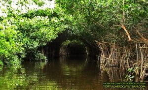 Lee más sobre el artículo Advierten sobre impacto ambiental si se modifica el sistema lagunar de Cuyutlán